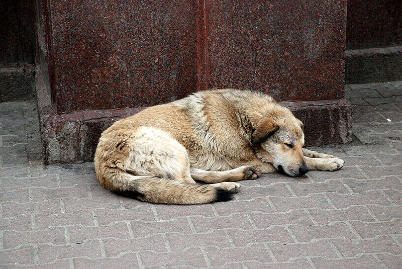 stray dog russia