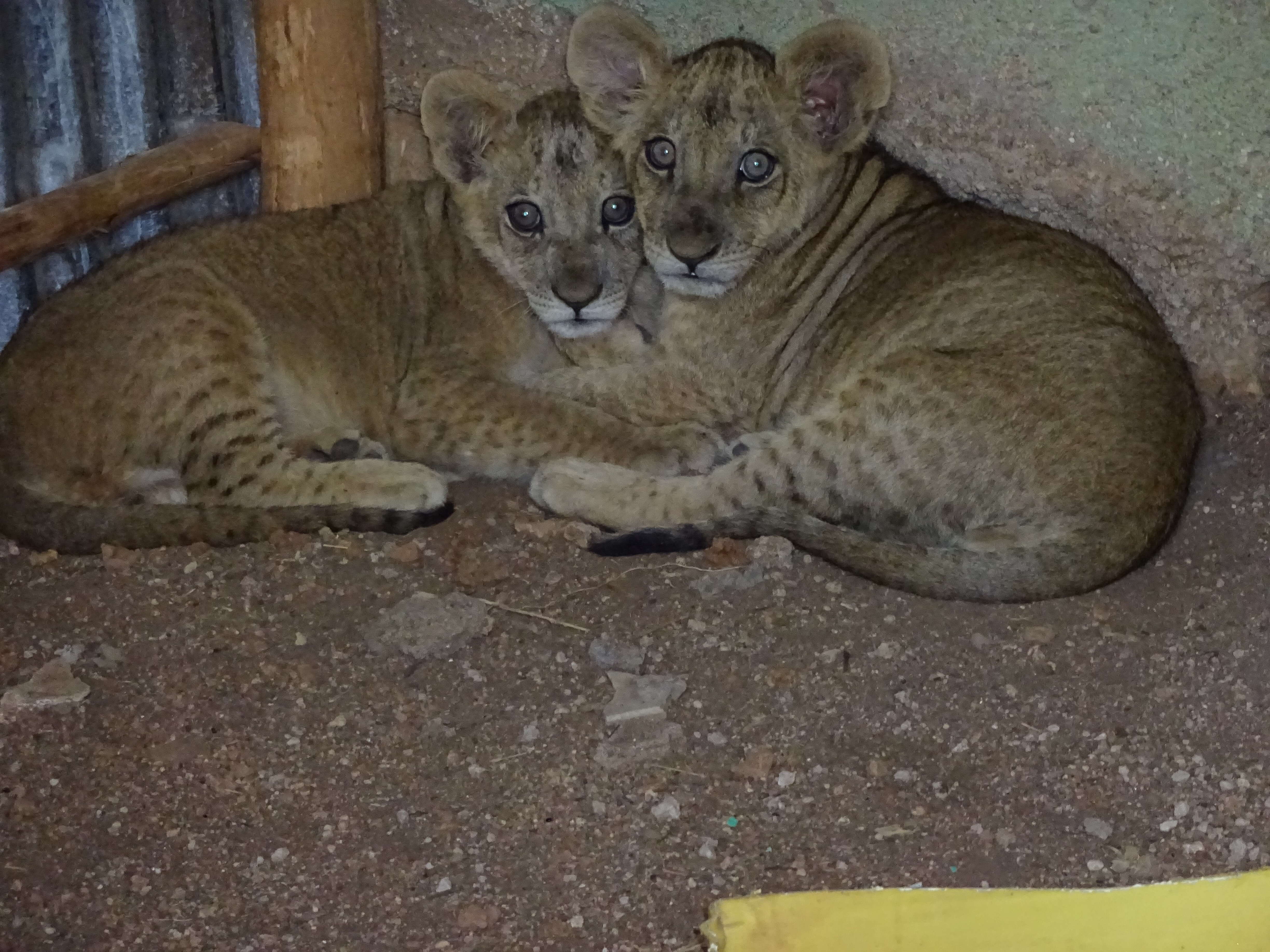 Scared lion cubs huddling together
