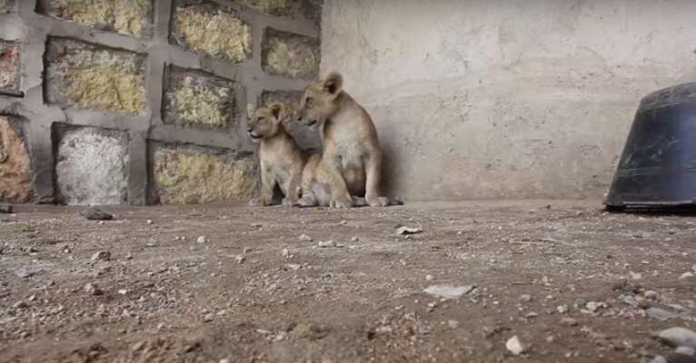 Lion cubs in concrete pen