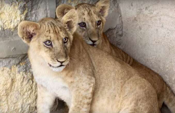 Lion cubs huddling together
