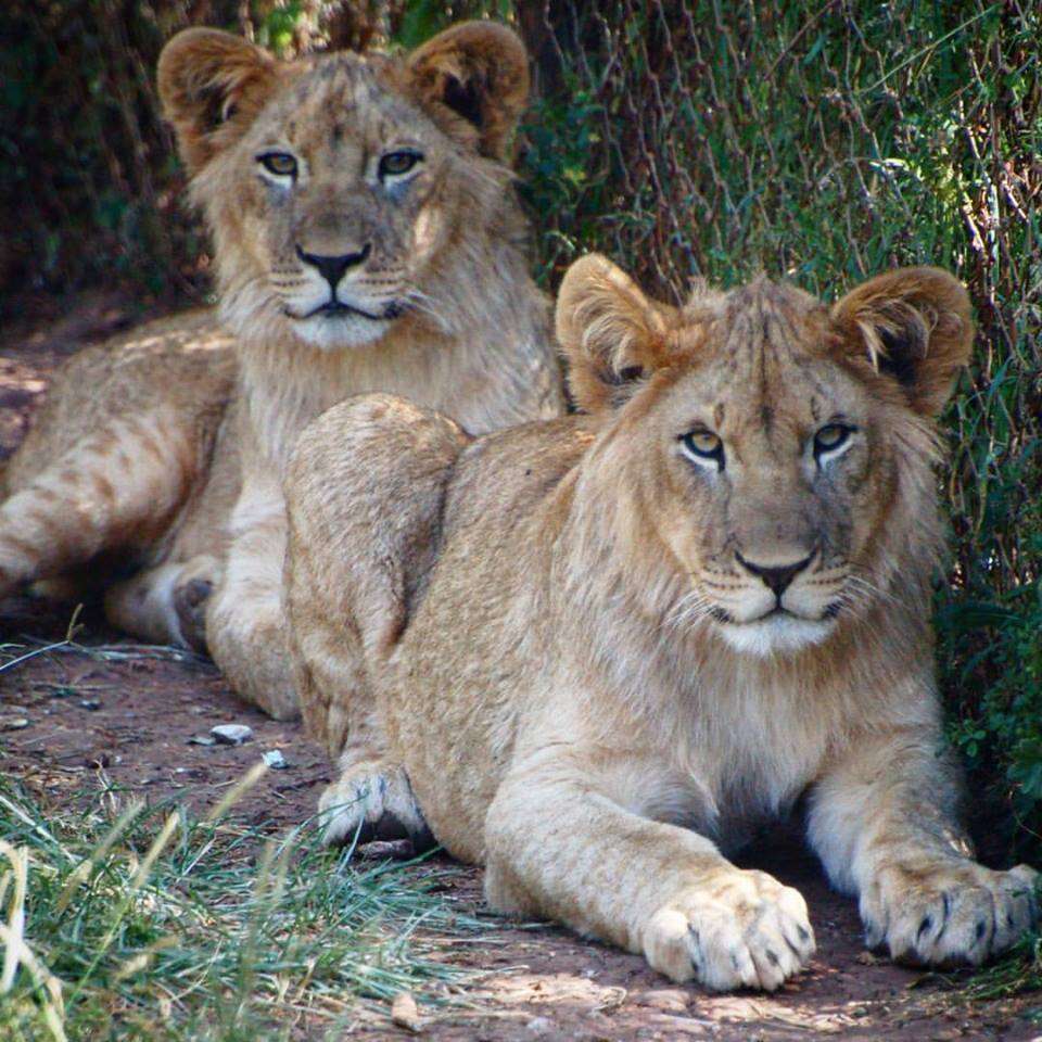 Adult lions inside enclosure