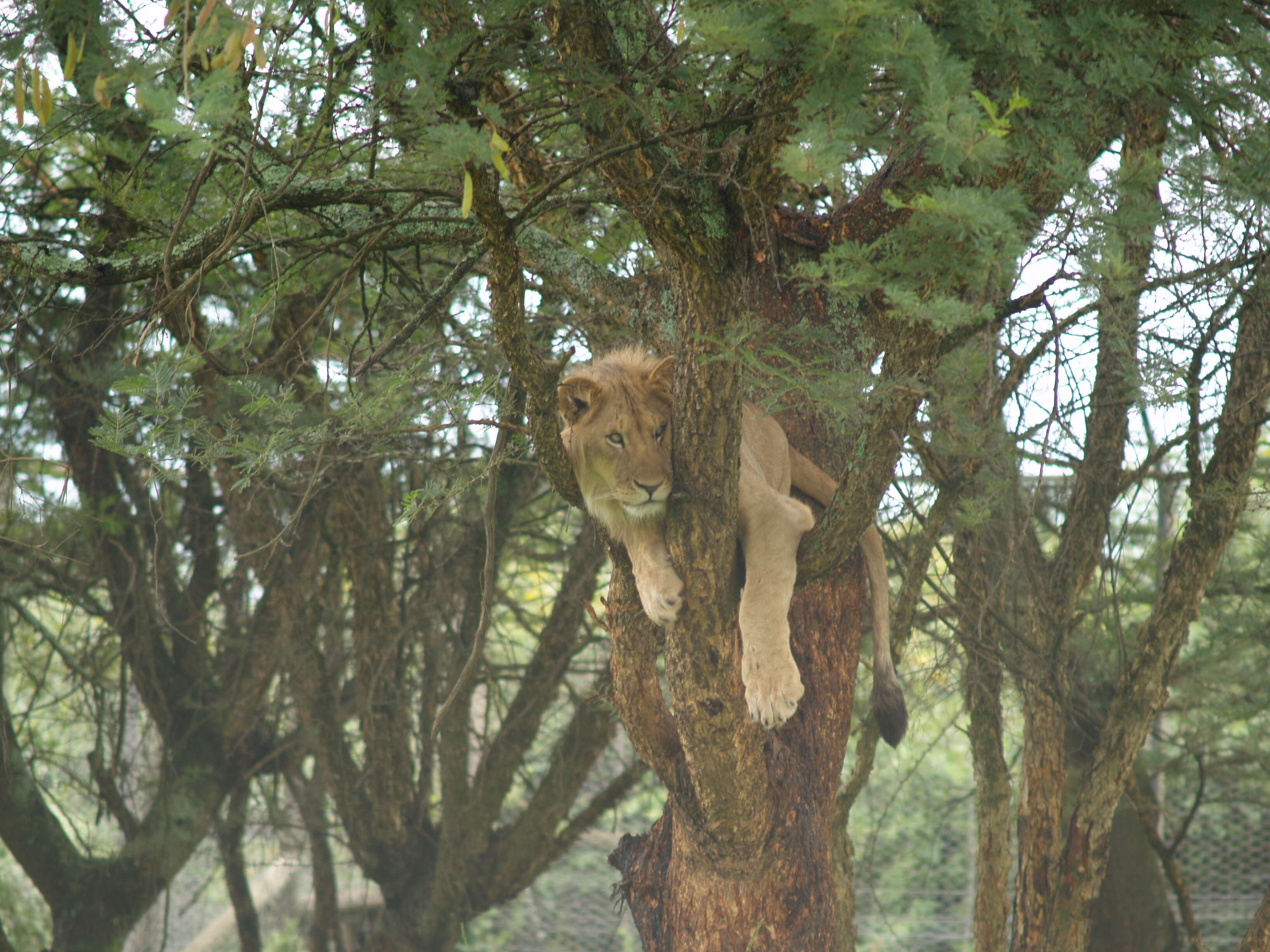 Rescued lion up in a tree