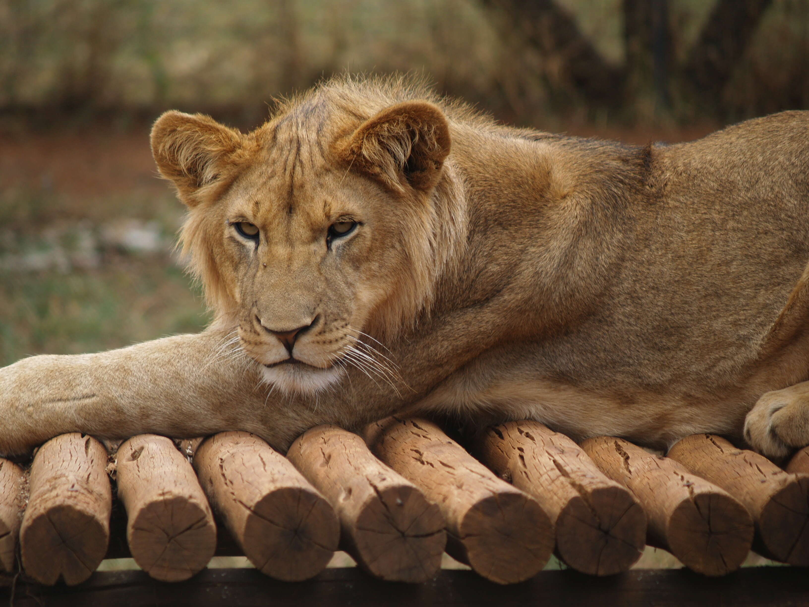 Adult lion resting on platform