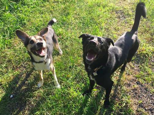 rescue sochi dogs olympics russia