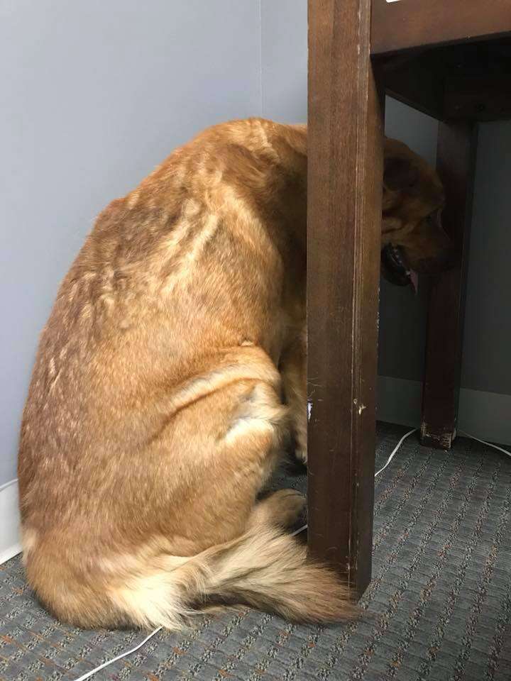 Rio the golden retriever mix in his kennel