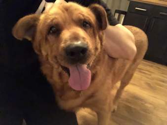 Rio in his foster home