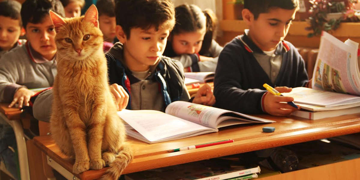 Stray Cat Struts Into Elementary School Class And Decides To Stay - The ...
