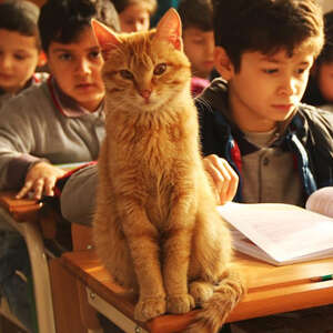 Cat Wanders Into Third-Grade Class — And Decides He's Never Leaving