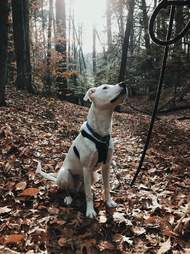 dog scared of strangers