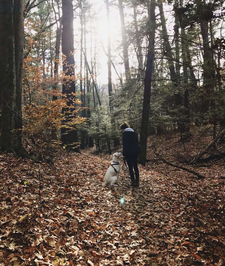 dog scared of strangers