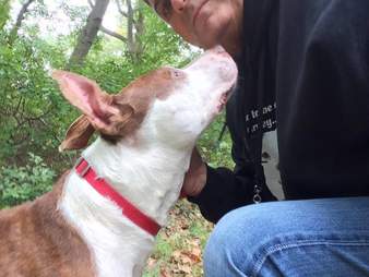 Pit bull dog sniffing man's chin