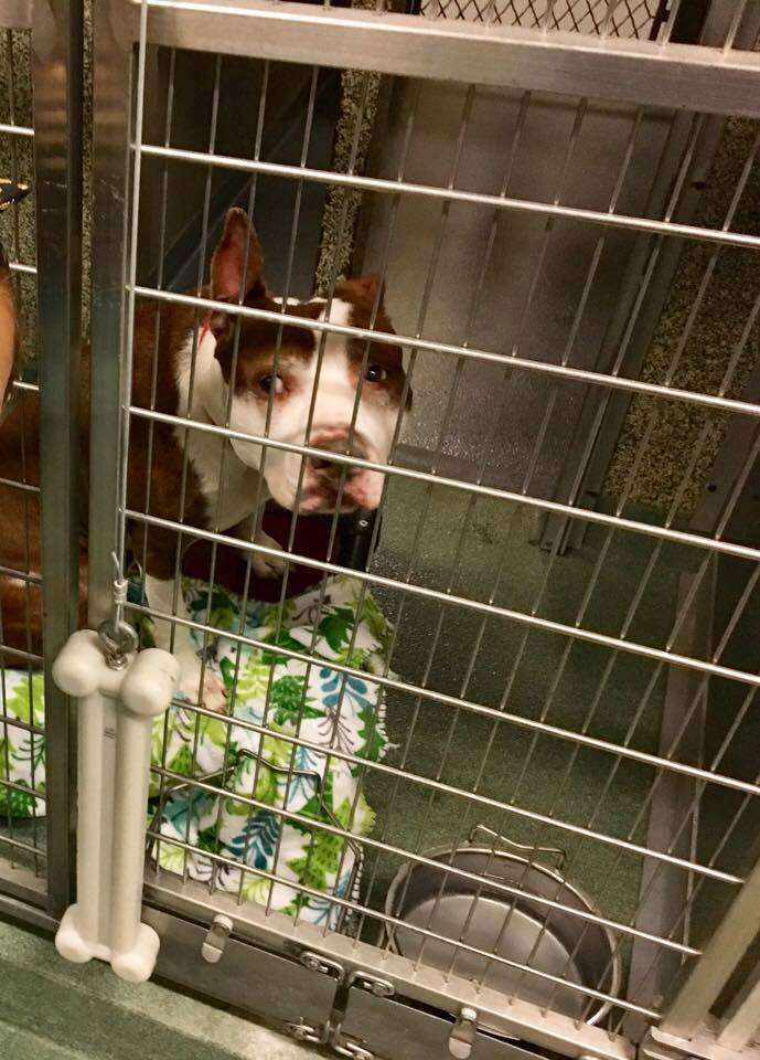 Dog in shelter kennel