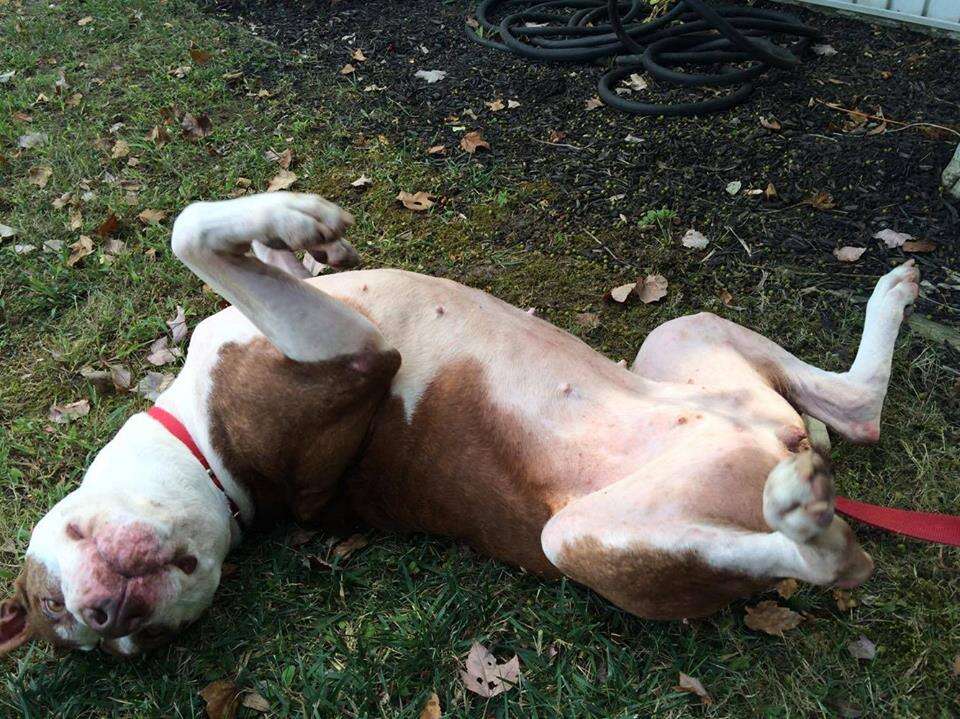 Pit bull rolling around on her back