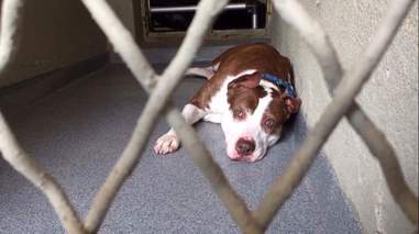 Sad shelter dog lying on floor of kennel