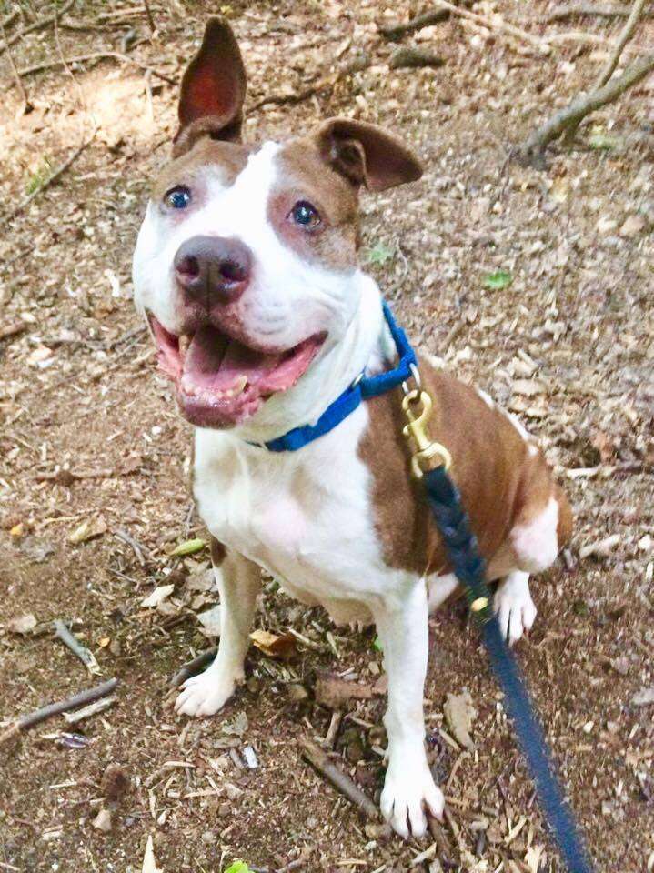Smiling pit bull dog out on walk
