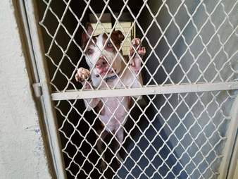 Shelter dog jumping up on bars of door