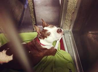 Sad looking dog in shelter kennel