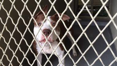 Sad looking dog in kennel at shelter