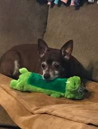 Jaxon the dog and his favorite toy