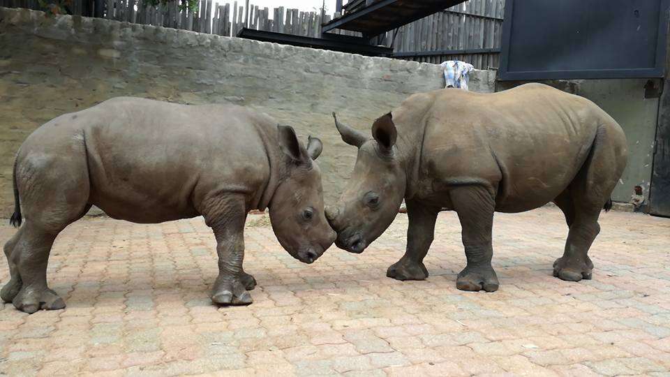 rhino poachers babies south africa