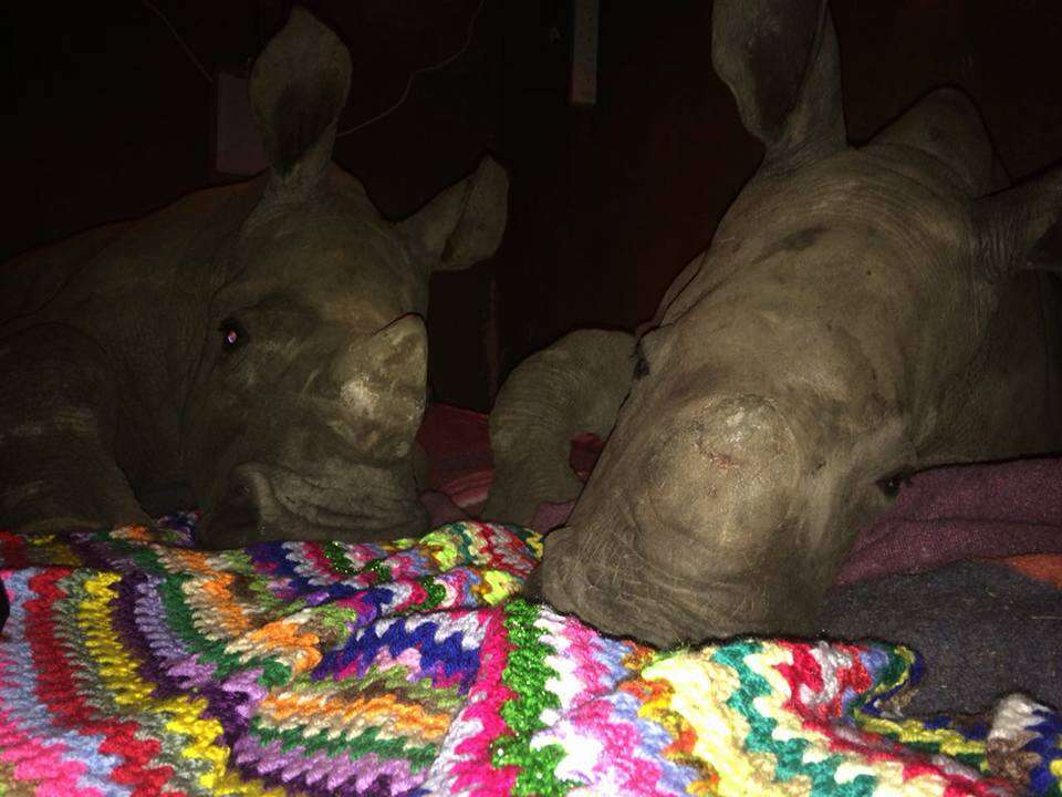 rescue rhinos south africa poachers