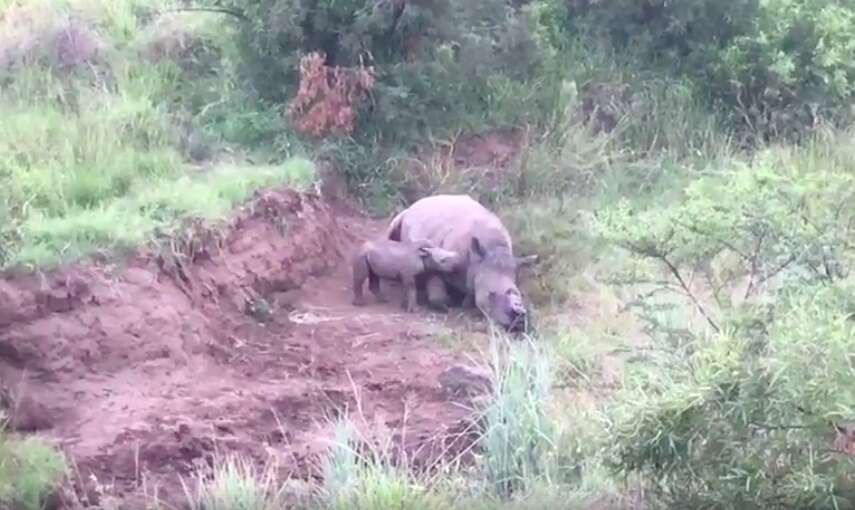 rhino baby poachers horns south africa