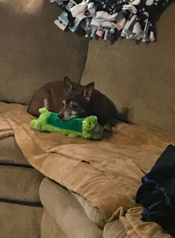 Jaxon with his dog toy Greenie