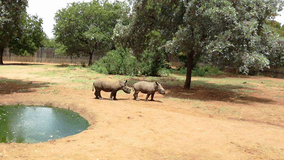 rescued rhinos poachers south africa