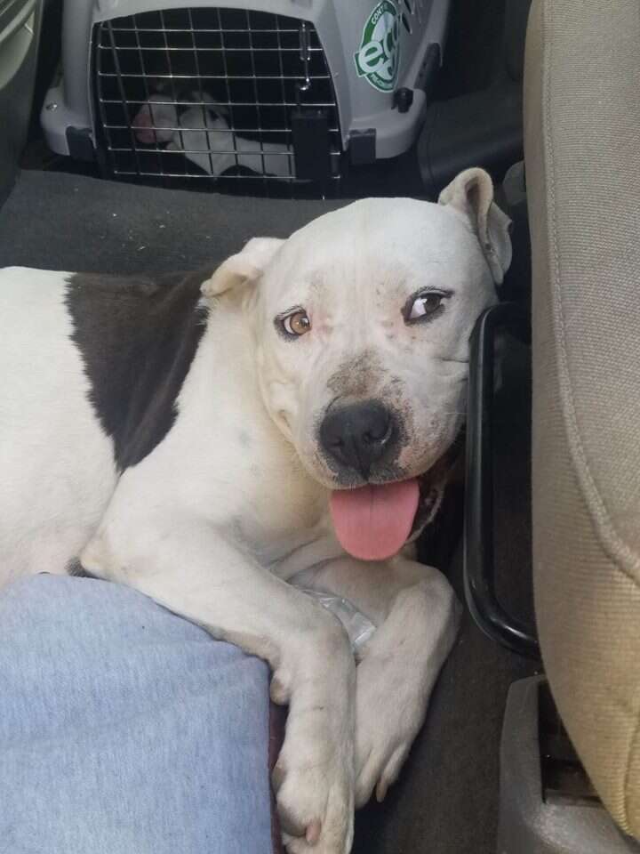 Dog smiling in front of kennel