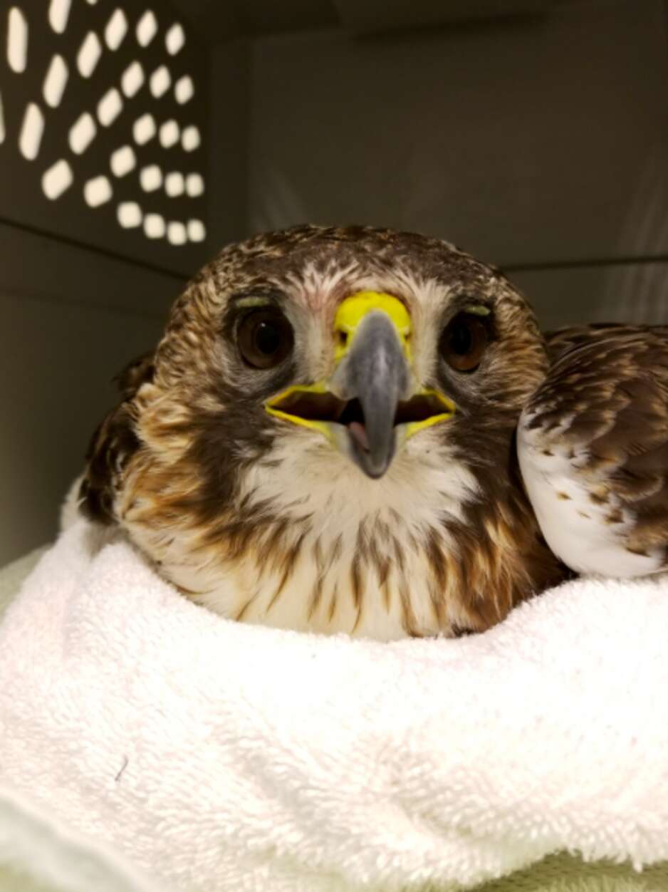 Red Tailed Hawk Rescued From Grille Of Speeding Truck - The Dodo