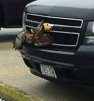 hawk stuck grille truck wisconsin