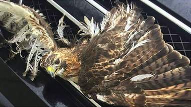hawk stuck grille truck wisconsin