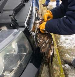 hawk stuck grille truck wisconsin