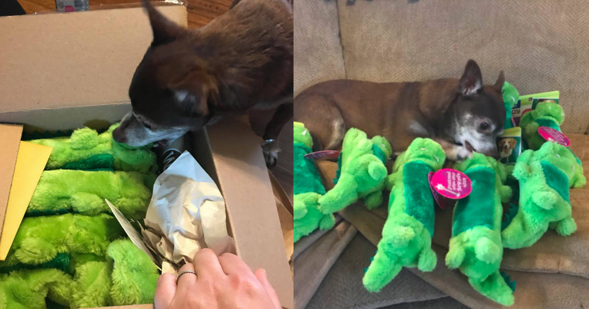 Chihuahua Find His Favorite Toy