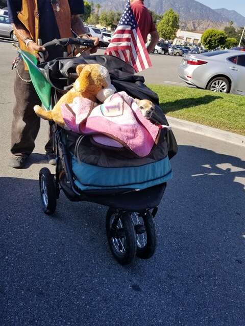 Chihuahua in dog stroller