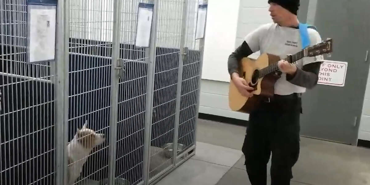 Shelter Dogs Get Their Own Little Concert - Videos - The Dodo