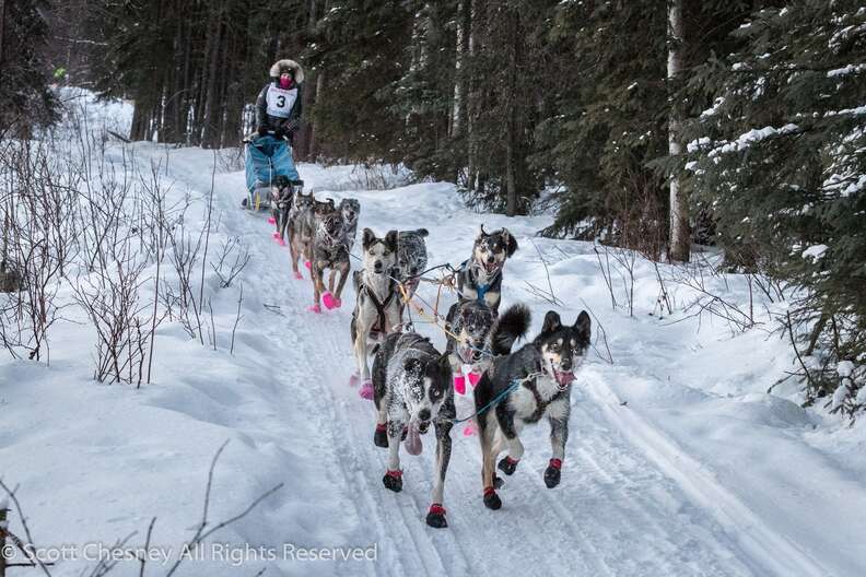 zoya denure iditarod musher