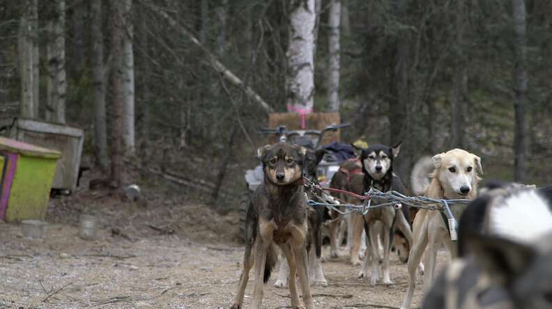 iditarod mushing dog abuse