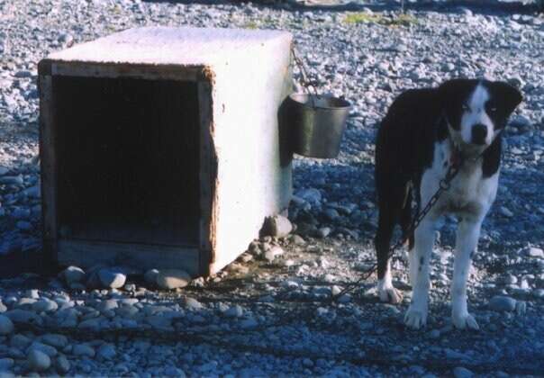 alaska kennel mitch seavey abuse