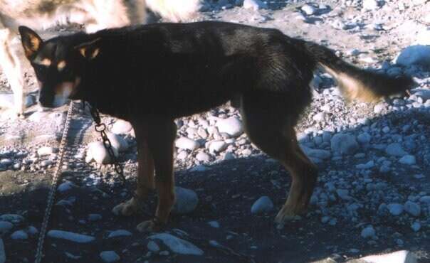 dog mushing iditarod abuse alaska