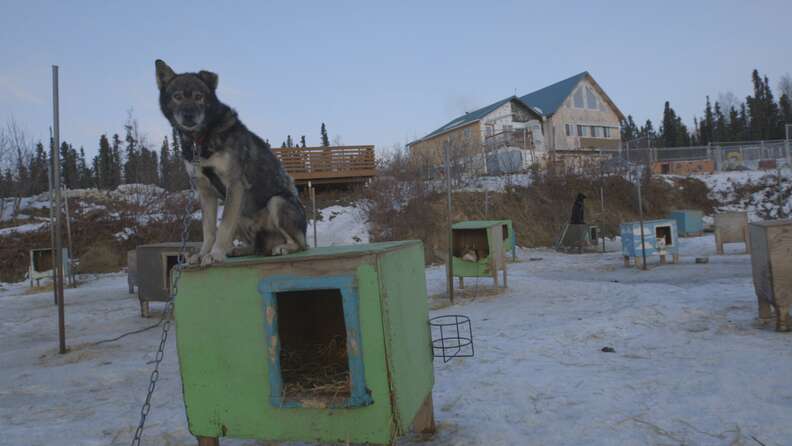 iditarod dog abuse mushing alaska