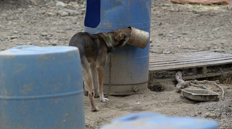 iditarod sled dog abuse