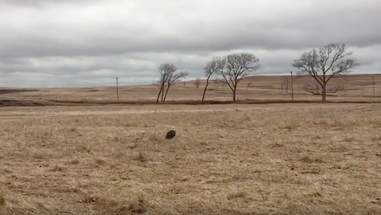 eagle frozen ice oklahoma rescue