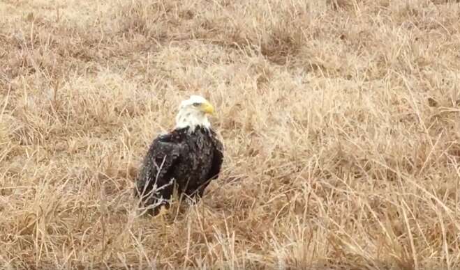 ice trapped bald eagle oklahoma rescue