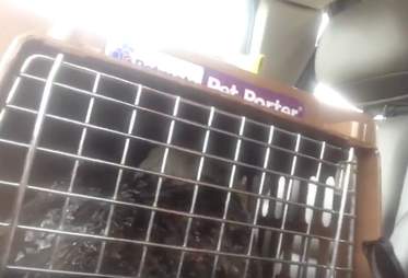 ice bald eagle rescue oklahoma