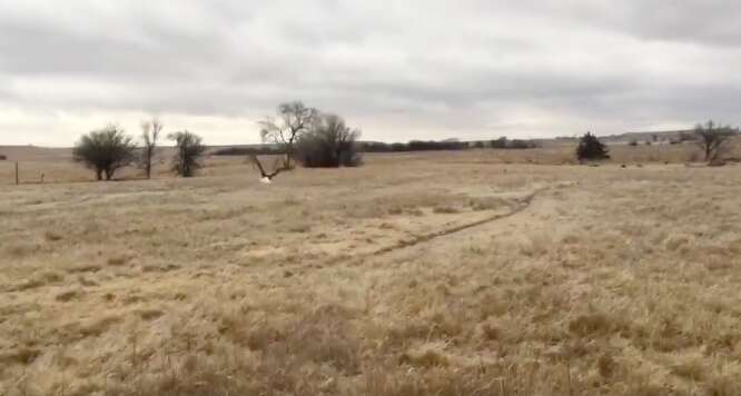 bald eagle rescue ice oklahoma