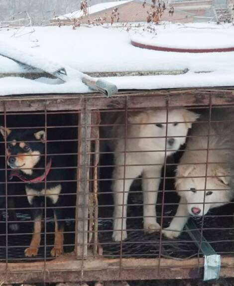 Dogs chained up in South Korean dog meat farm