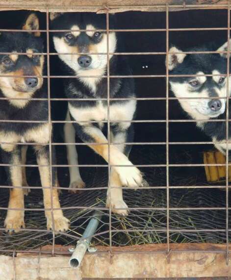Dogs locked up in cage at dog meat farm