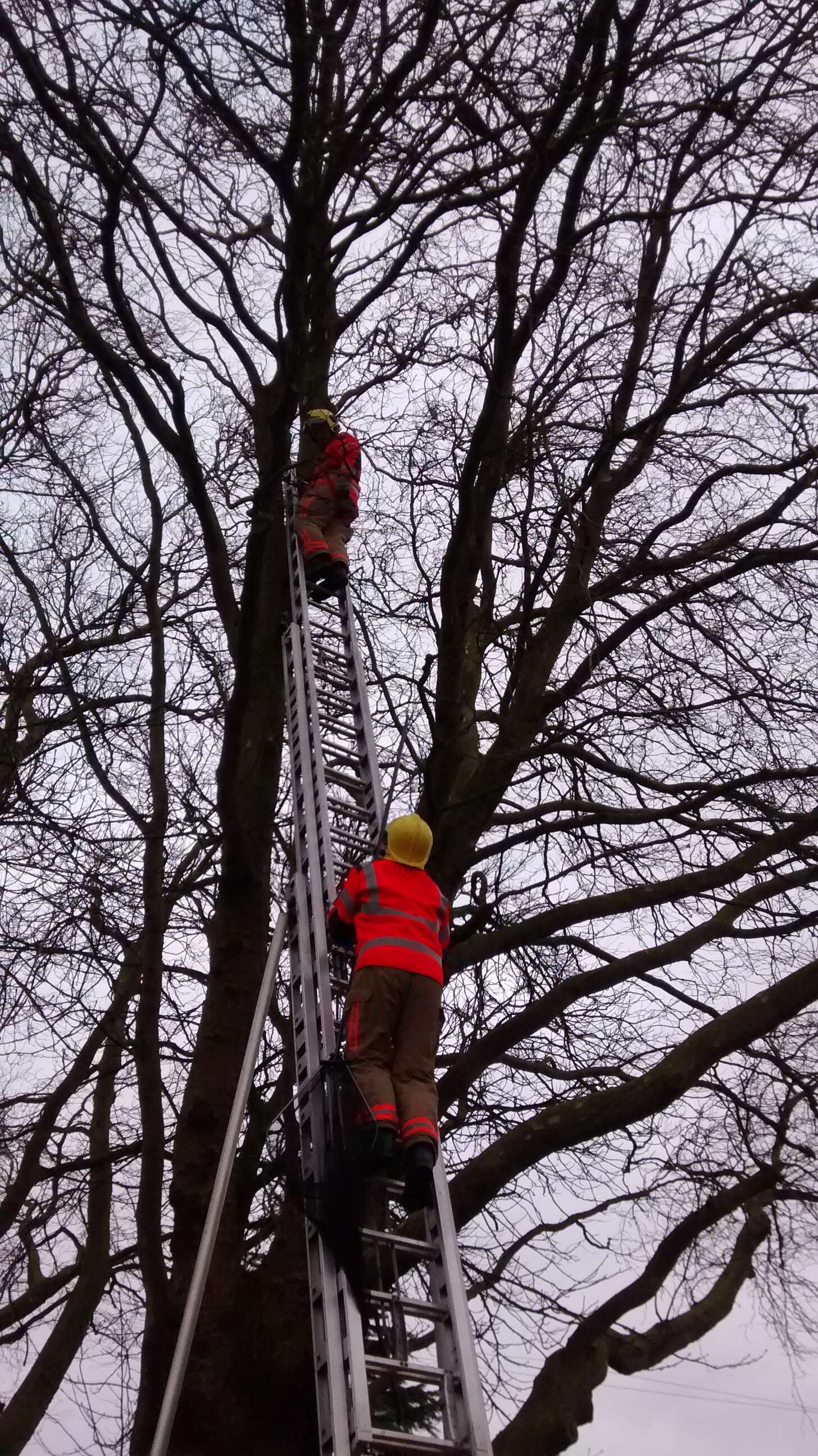 Lost Parrot Tries To Hide In Tree And Gets Very Stuck - The Dodo