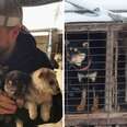 Olympic skier with rescued dogs from South Korea